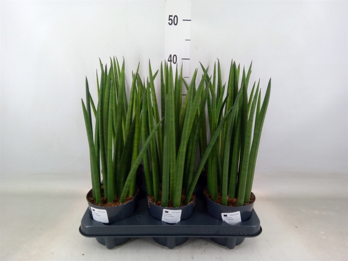 <h4>Sansevieria cyl.  ...</h4>