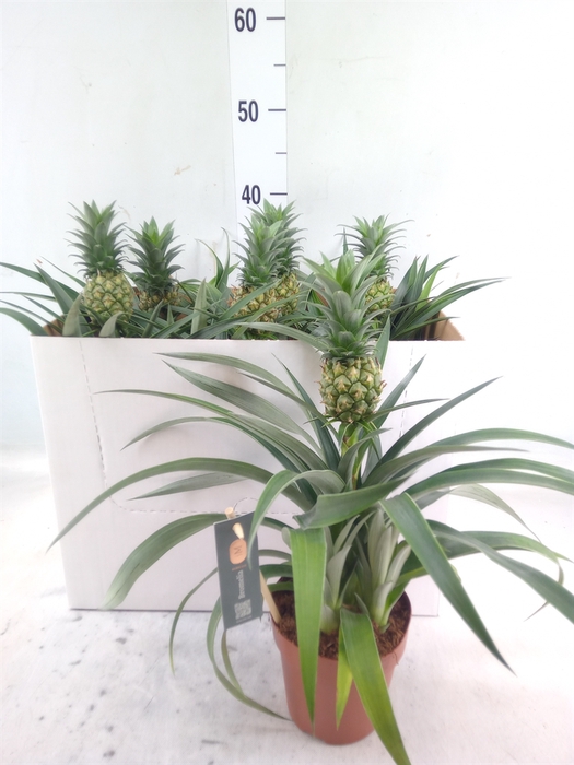 <h4>Ananas  'Mi Amigo'</h4>