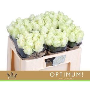 RS GR AVALANCHE BERNHARD