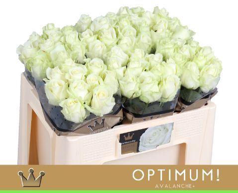 <h4>RS GR AVALANCHE BERNHARD</h4>