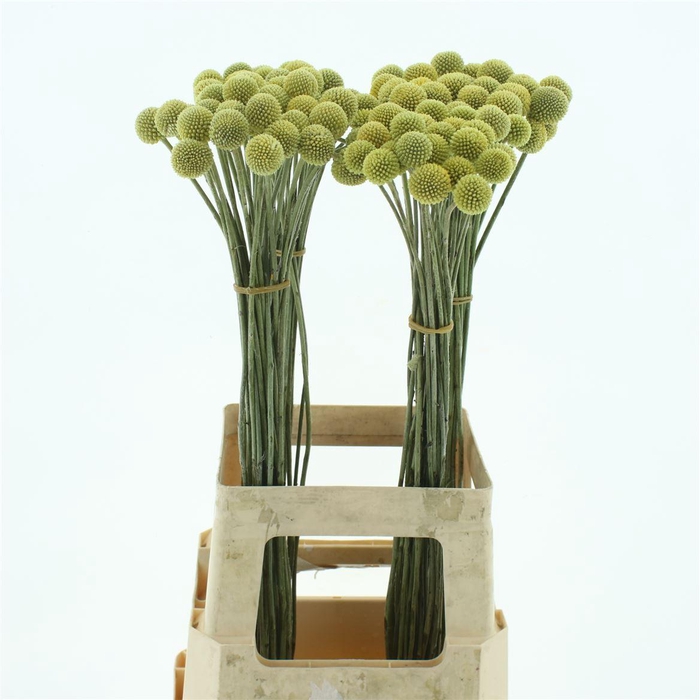 <h4>Craspedia Extra</h4>