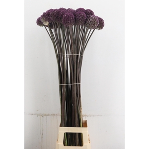 ALLIUM SUMMER DRUMME