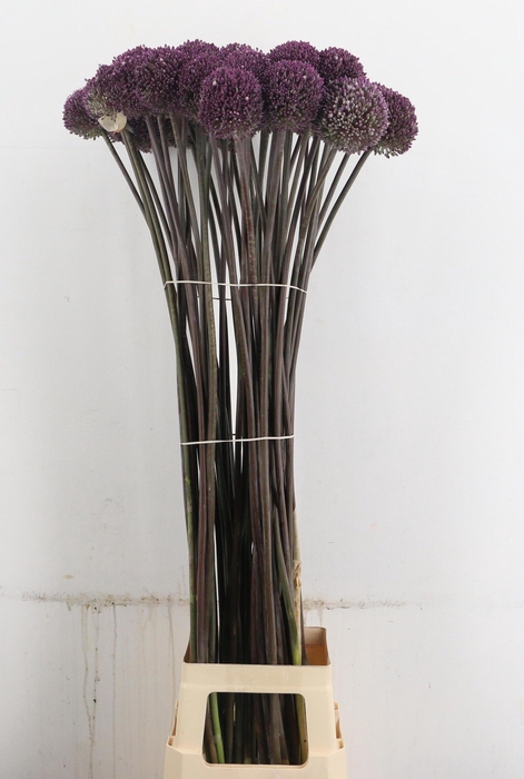 <h4>ALLIUM SUMMER DRUMME</h4>