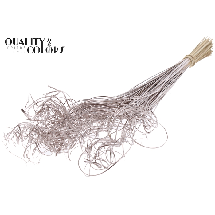<h4>Palm Curly TT 100pc per bunch Champagne</h4>
