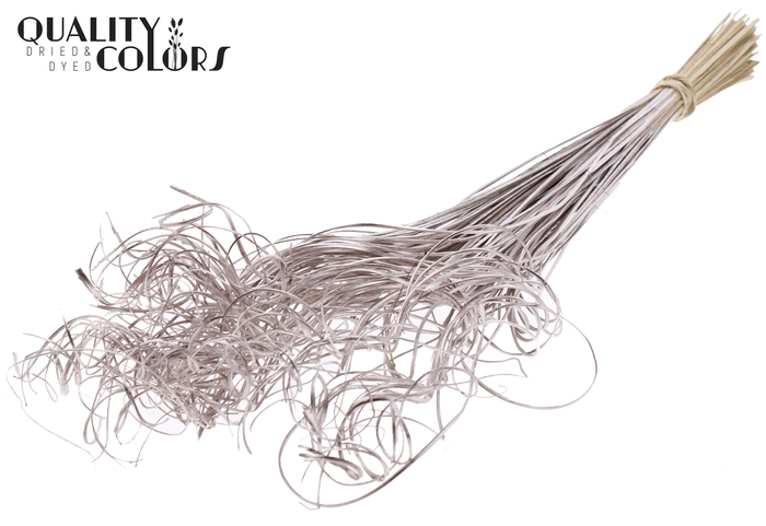 Palm Curly TT 100pc per bunch Champagne