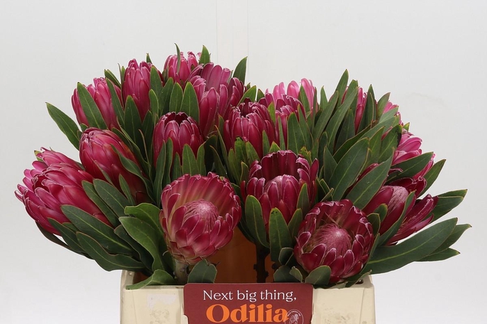 <h4>Protea Brenda</h4>