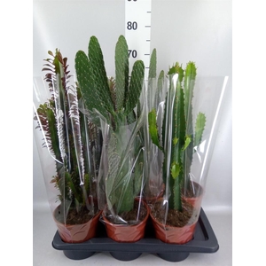 Cactus   ...mix  3