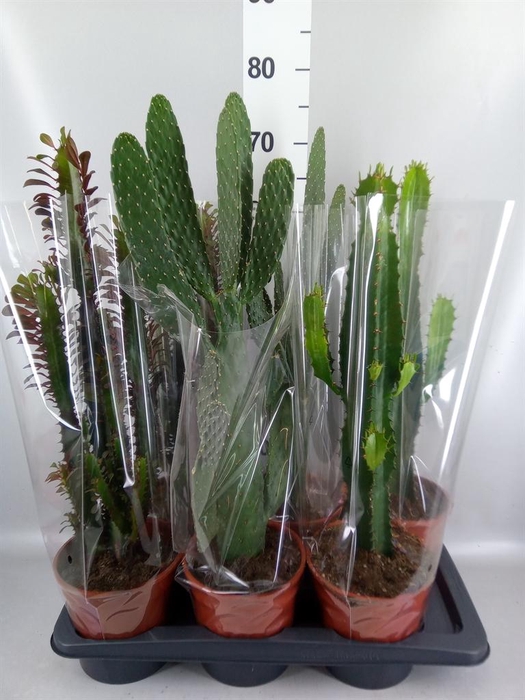 <h4>Cactus ...mix 3</h4>