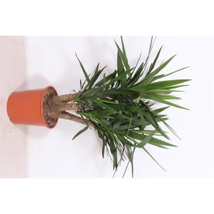 Yucca elephantipes   ...