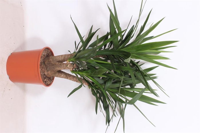 <h4>Yucca elephantipes   ...</h4>