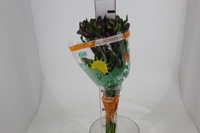 <h4>ALSTROEMERIA GALAXY 080 CM LILAS</h4>