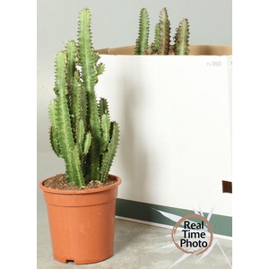 Euphorbia trigona Rubra 21Ø 60cm