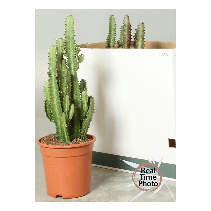 <h4>Euphorbia trigona Rubra 21Ø 60cm</h4>