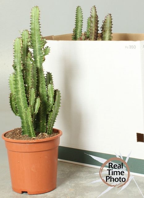 Euphorbia trigona Rubra 21Ø 60cm