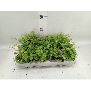 Ficus pumila 'White Sunny'