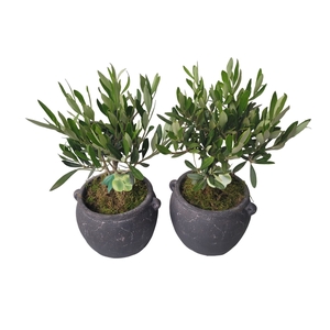 Arr.   Tuinplanten L%