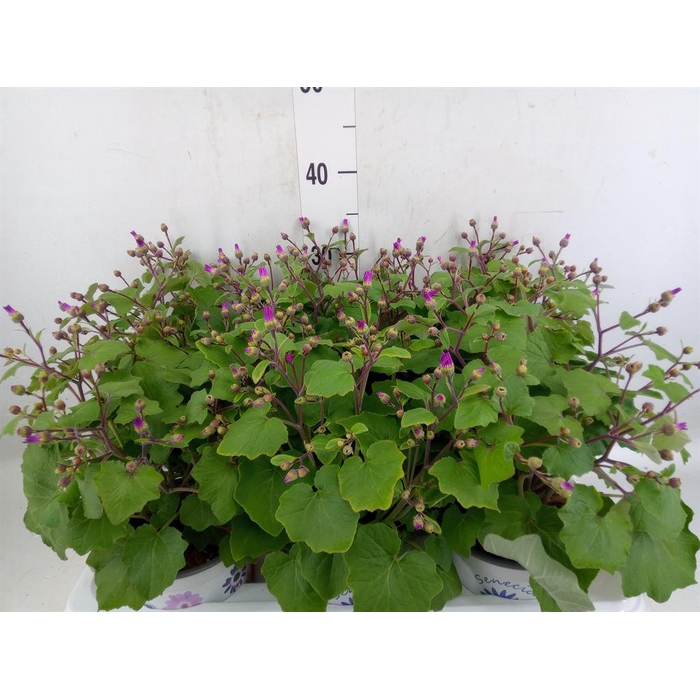 <h4>Pericallis cr. 'Senetti Magenta Bi'</h4>