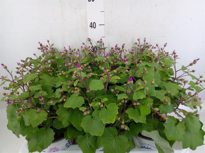 Pericallis cr. 'Senetti Magenta Bi'