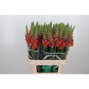 Antirhinum An Orange