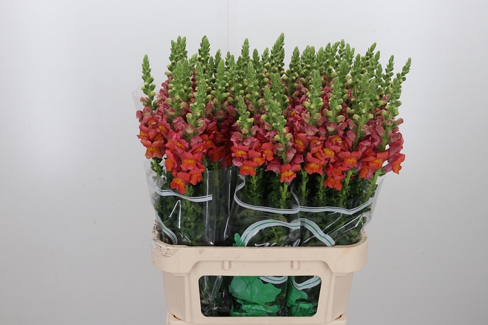 Antirhinum An Orange