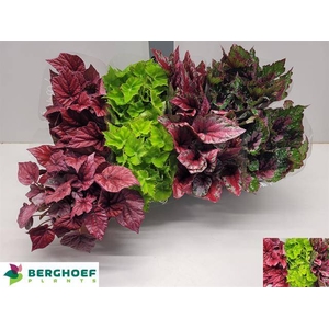 BEG BELEAF MIX P12