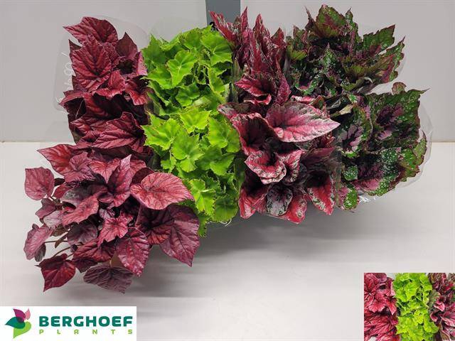 <h4>BEG BELEAF MIX P12</h4>