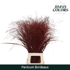 Panicum L90 Bordeaux