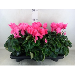 Cyclamen GR 'Mammoth'