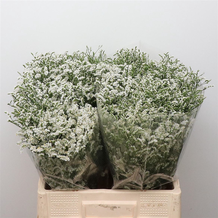 <h4>Limonium Joy White</h4>