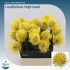 Leucospermum High Gold