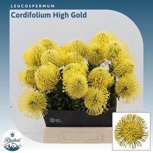 Leucospermum High Gold