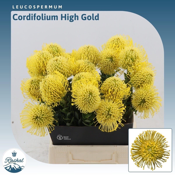 <h4>Leucospermum High Gold</h4>