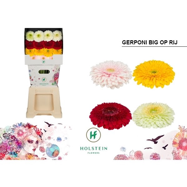 <h4>Ge Gr Mix Pomponi Big In Line Diamond</h4>