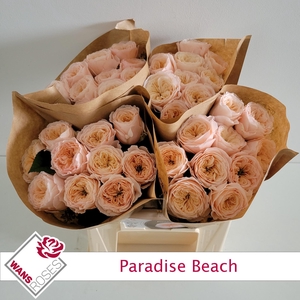 R KL PARADISE BEACH