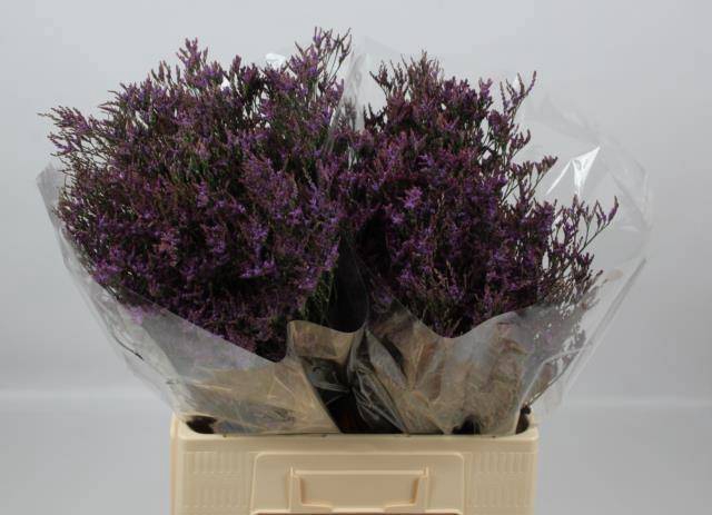 <h4>LIM SAF DARK BLUE</h4>