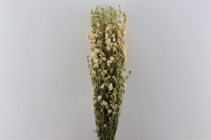 <h4>Dried Delphinium White Bunch</h4>