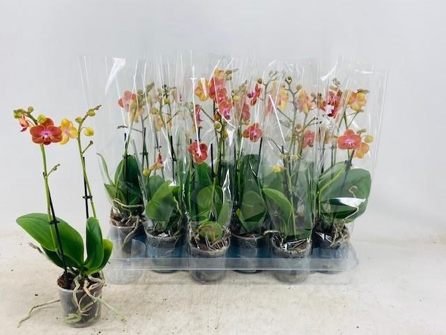 PHAL OV ORANJE