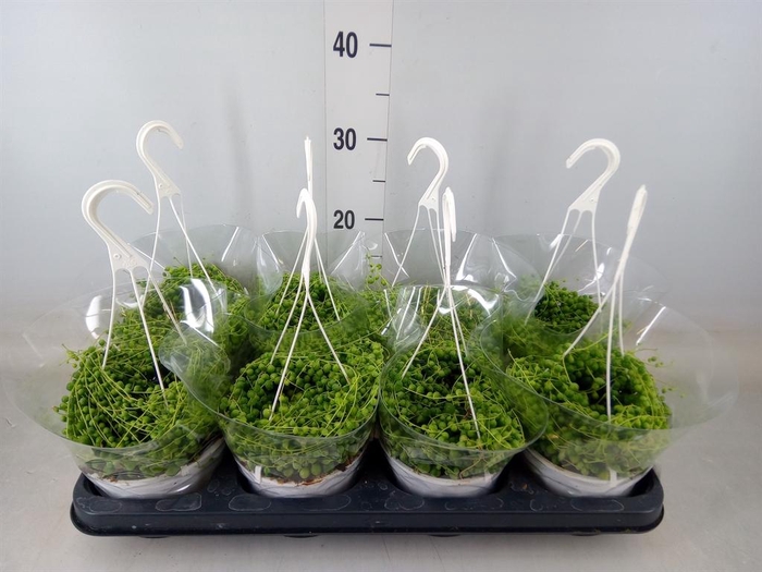 <h4>Senecio rowleyanus</h4>