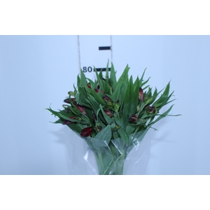ALSTROEMERIA NATALYA 080 CM