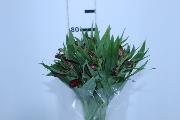 ALSTROEMERIA NATALYA 080 CM