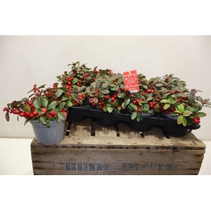 arr8 Gaulth Pr Ciao B Red