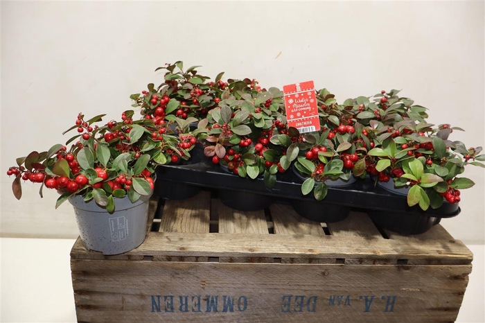 <h4>Gaulth Pr Ciao B Red</h4>