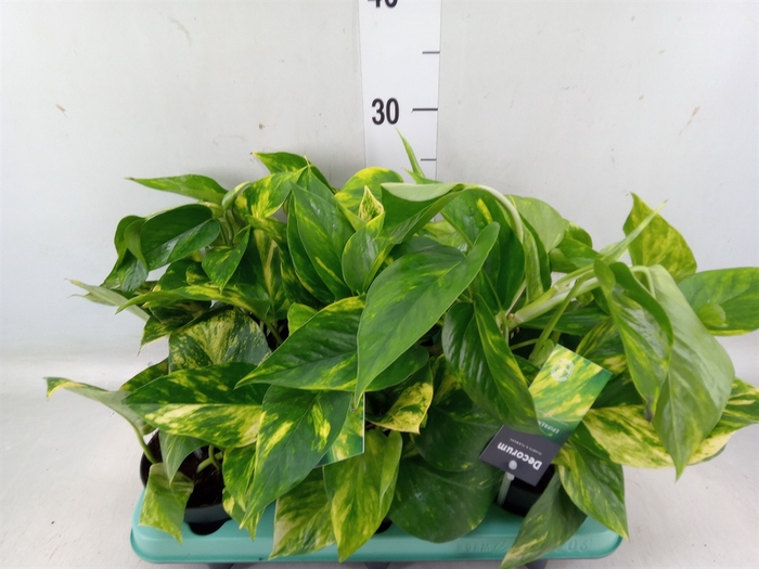 <h4>Epipremnum pinn. 'Hicolor'</h4>