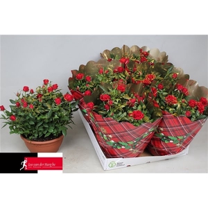 Rosa Kordana Apache Schaal met kersthoes en glitters (Rood)