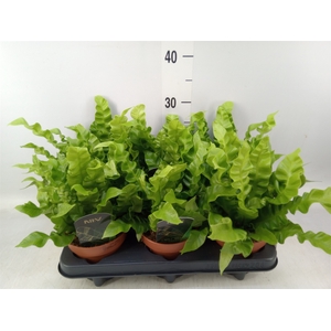 Asplenium nidus 'Crispy Wave'