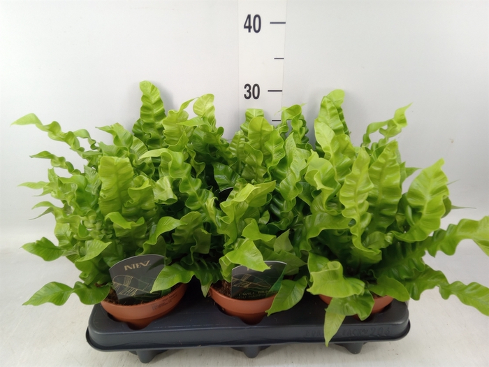 <h4>Asplenium nidus 'Crispy Wave'</h4>