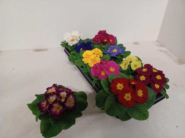 <h4>PRIM AC GEM</h4>