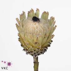 Protea Barbigera