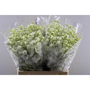 Delph Du Dew Whi Smi L 65
