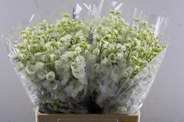 <h4>Delph Du Dew Whi Smi L 65</h4>